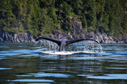 Orca-Humback-Discovery-Sea-Kayaking-Tour 
